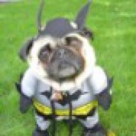 Batdog